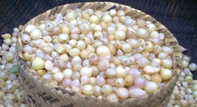 Cách nấu cháo hành tăm cho bà bầu thơm ngon, trị cảm hiệu quả - Ảnh 3