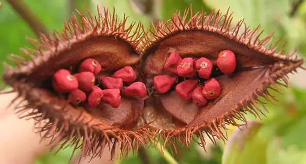 1. Hạt điều màu là gì?