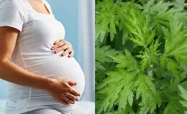 Ngải cứu rất tốt cho phụ nữ, nhưng bà bầu cần cẩn thận khi ăn - Ảnh 2.