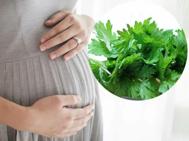 Ngải cứu rất tốt cho phụ nữ, nhưng bà bầu cần cẩn thận khi ăn - Ảnh 1.
