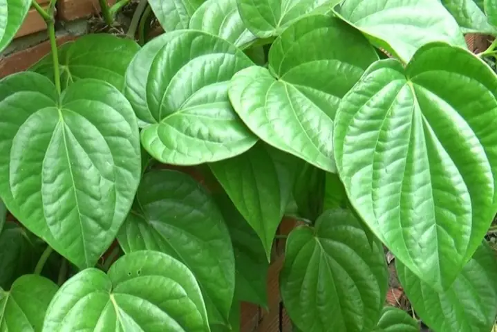 1Giá trị dinh dưỡng của lá lốt 1Giá trị dinh dưỡng của lá lốt