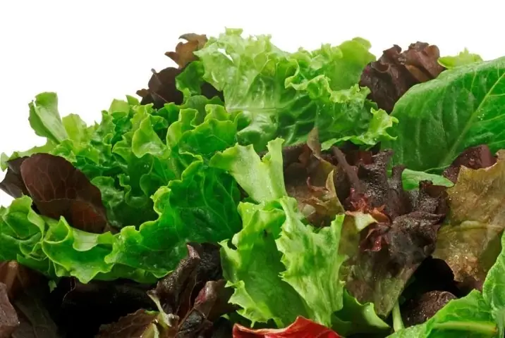 2.1 Rau xà lách