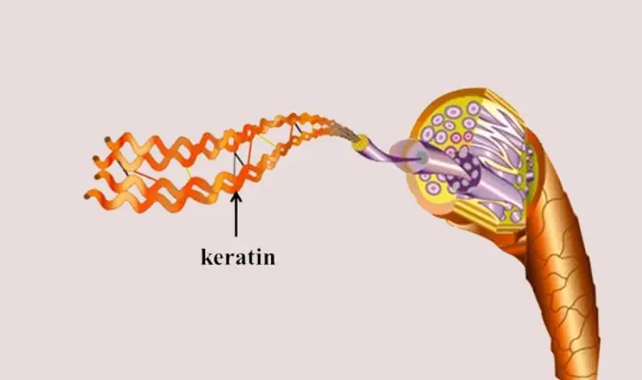 1Keratin là gì?