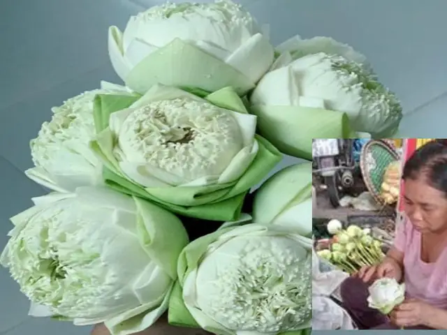 GĐXH - Hoa sen Quan âm được nhiều gia chủ "rinh" vào mâm cúng Tết Đoan ngọ. Tuy mới xuất hiện và giá đắt hơn sen thường nhưng hoa sen Quan Âm rất được ưa chuộng vì vẻ đẹp thanh cao. Có một bí mật để hoa tươi lâu, đẹp lịm tim mà nhiều người không biết khi cắm.