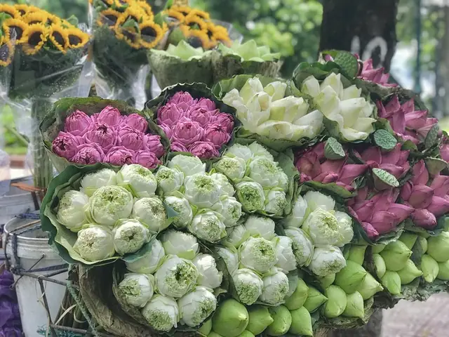 GĐXH - Hoa sen Quan âm được nhiều gia chủ "rinh" vào mâm cúng Tết Đoan ngọ. Tuy mới xuất hiện và giá đắt hơn sen thường nhưng hoa sen Quan Âm rất được ưa chuộng vì vẻ đẹp thanh cao. Có một bí mật để hoa tươi lâu, đẹp lịm tim mà nhiều người không biết khi cắm.