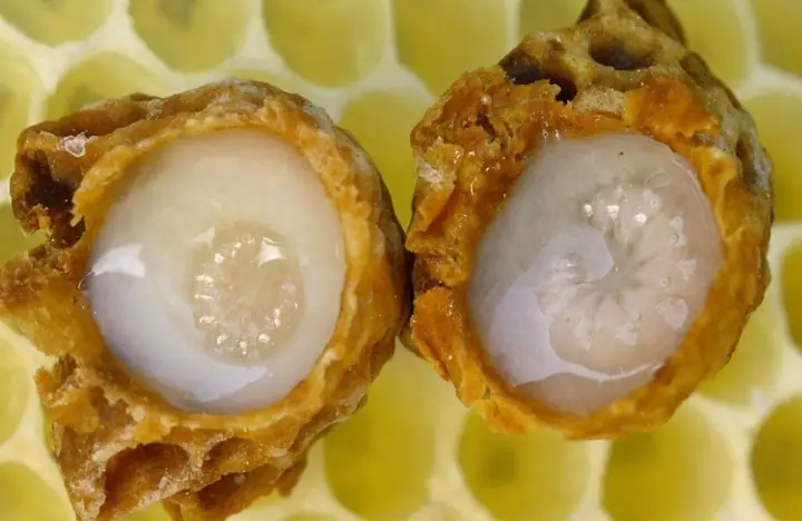 1Sữa ong chúa là gì?