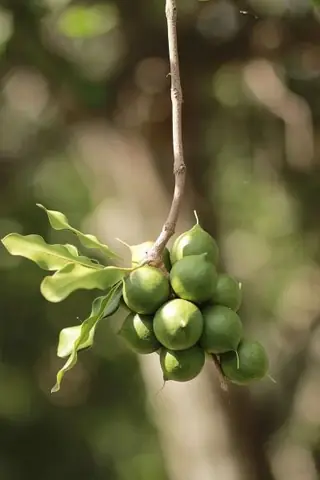 Sữa hạt Macca: Giá trị dinh dưỡng và cách làm tại nhà