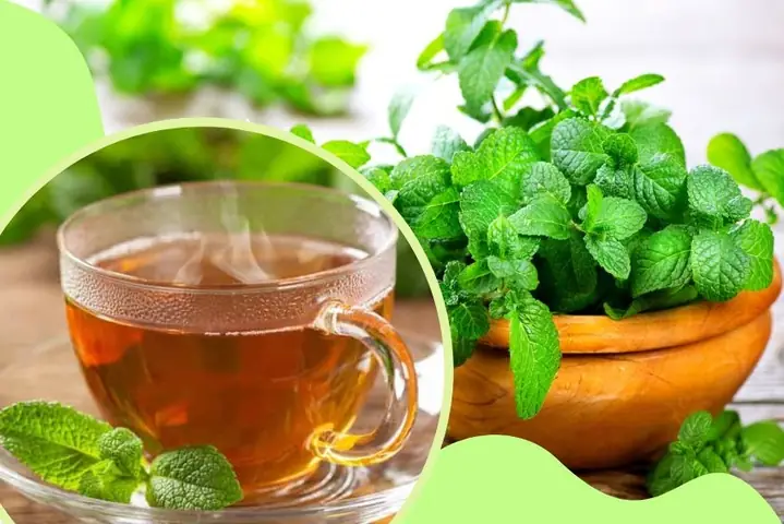 2Cách pha trà bạc hà
