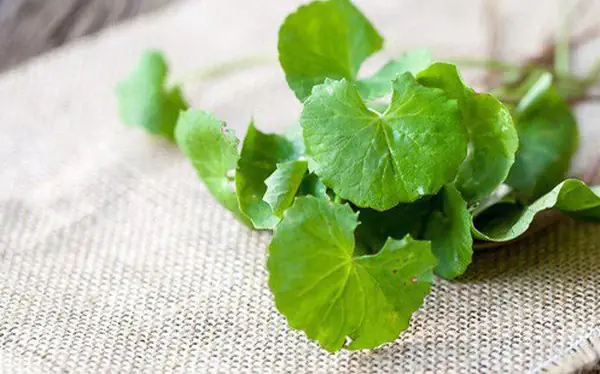 Những cách chữa ho cho trẻ sơ sinh 5 tháng tuổi Những cách chữa ho cho trẻ sơ sinh 5 tháng tuổi