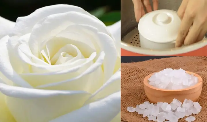 2.14 Cách trị ho cho trẻ 3 tuổi tại nhà bằng hoa hồng trắng