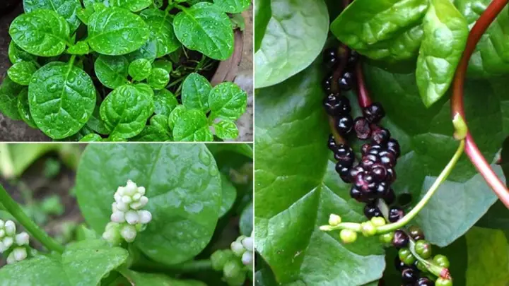Lá mồng tơi