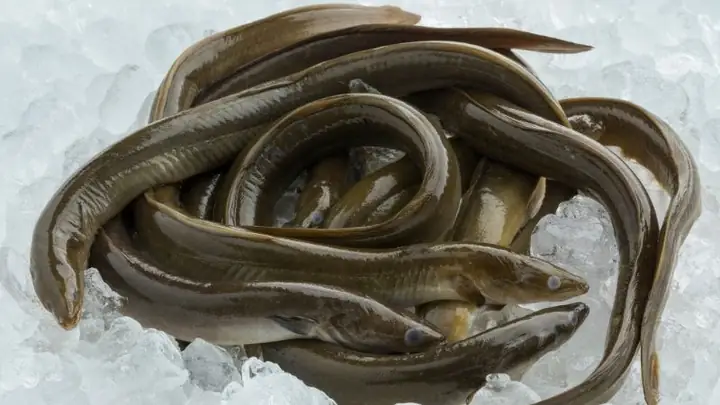 1Lươn