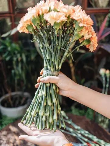 Hướng dẫn cách chọn hoa cẩm chướng chưng đẹp