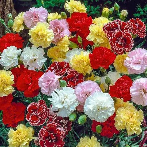 Ý nghĩa loài hoa cẩm chướng