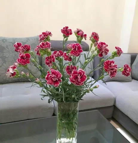 Cách cắm hoa cẩm chướng lọ cao