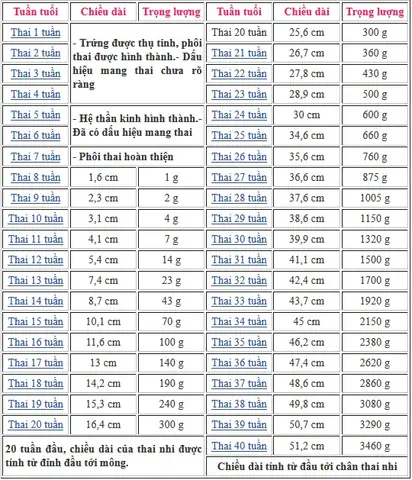 Cân nặng thai nhi 31 tuần: Chuẩn bao nhiêu là tốt?
