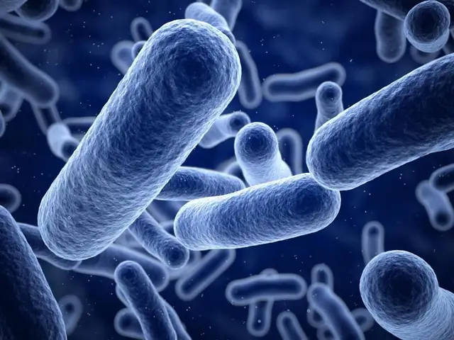 4.1. Bacillus clausii 4.1. Bacillus clausii