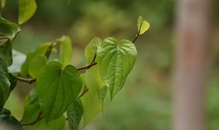 1Lá trầu không là gì?