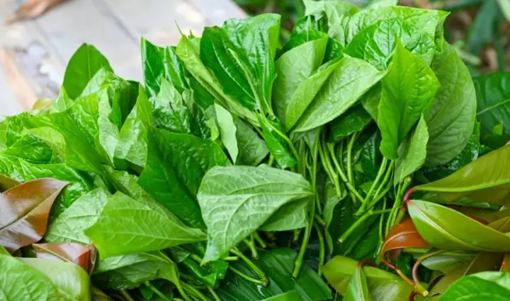 2Tác dụng của việc vệ sinh vùng kín bằng lá trầu không