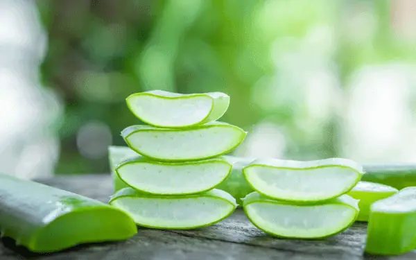 Gel lô hội aloe vera có tác dụng gì? Giá bao nhiêu?