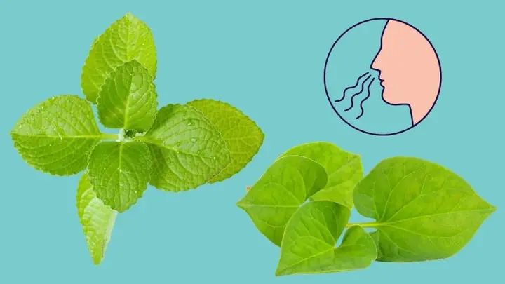 Cách chọn mua húng chanh, diếp cá tươi ngon