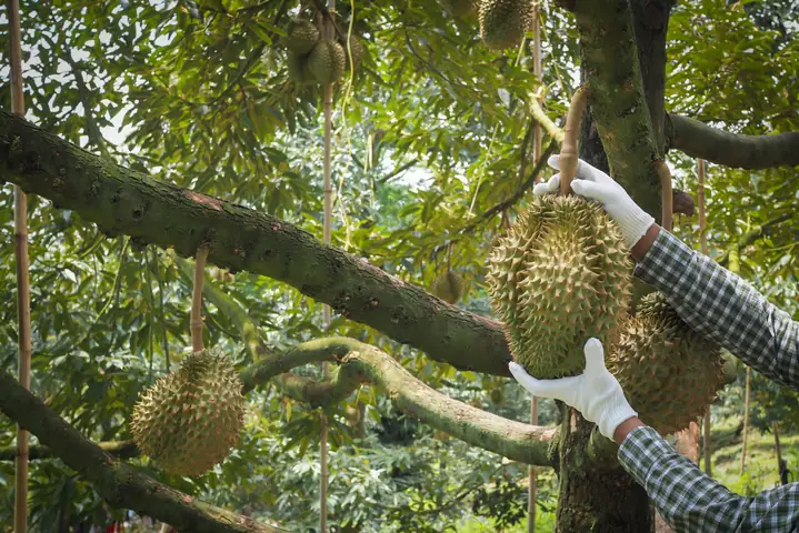 6. Cách chọn sầu riêng cho mẹ mang thai 3 tháng