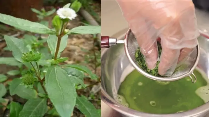 Cách dùng cỏ nhọ nồi hạ sốt cho trẻ