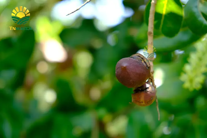 2: Mauna Loa Macadamia