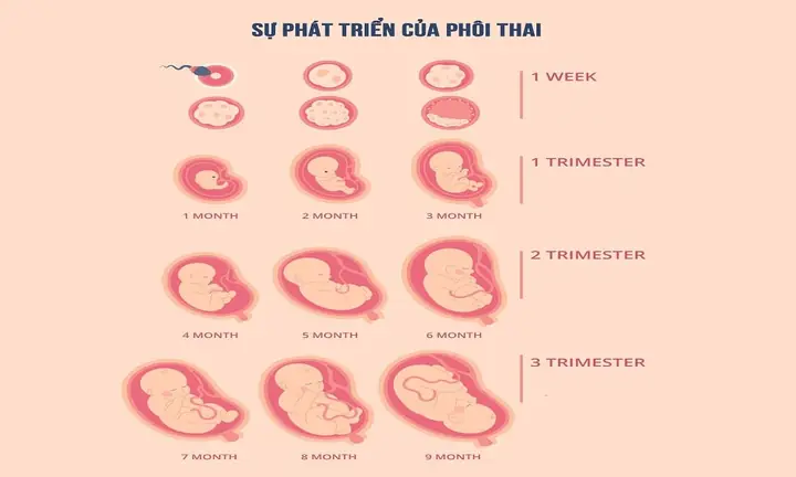 Các chỉ số thai