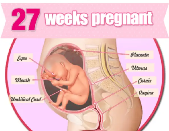 Thai nhi 27 tuần tuổi đạp như thế nào? Bí ẩn chuyển động thai