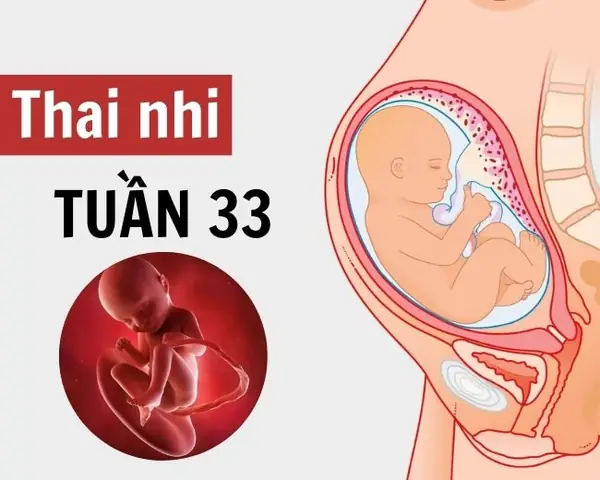 Thai nhi 33 tuần 5 ngày phát triển như thế nào? Thai nhi 33 tuần 5 ngày phát triển như thế nào?