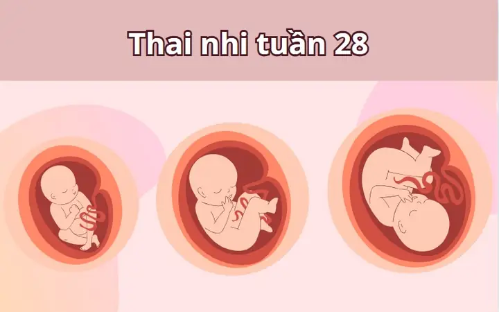 Giải đáp: Thai nhi quay đầu ở tuần 28 có sớm không?
