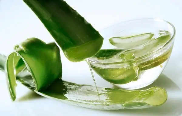 Dùng nha đam để trị muỗi đốt