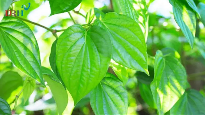 Lựa chọn lá trầu chất lượng