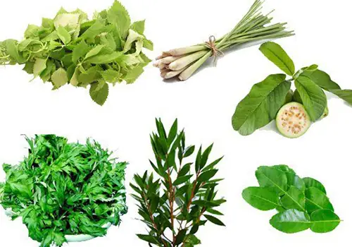 XÃ´ng vÃ¹ng kÃ­n sau sinh báº±ng lÃ¡ gÃ¬ an toÃ n vÃ  hiá»u quáº£